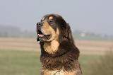 DOGUE DU TIBET 313